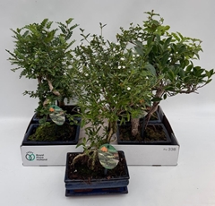 Bonsai Mix 20Ø 30cm
