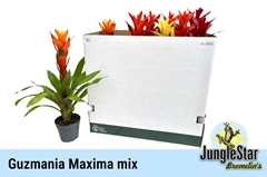 Guzmania Mix 13Ø 55cm