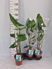 Alocasia Zebrina 19Ø 95cm