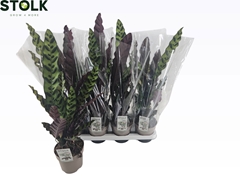 Calathea Lancifolia 14Ø 45cm