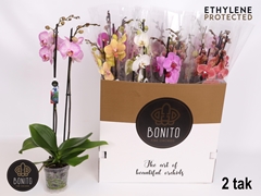 Phalaenopsis Mix 8 Colours 12Ø 70cm 2st