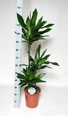 Dracaena Janet Lind 24Ø 130cm