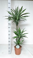 Dracaena Warneckei 24Ø 135cm
