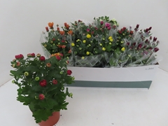 Chrysanth Mix 5 Colours 12Ø 25cm
