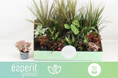 Houseplants Mix 8Ø 10cm