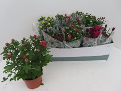 Chrysanth Mix 5 Colours 12Ø 25cm