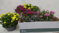 Chrysanth Mix 23Ø 27cm