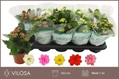 Kalanchoe Double Mix 10Ø 22cm