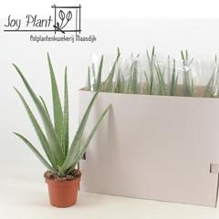 Aloe Vera 14Ø 55cm