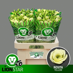 Eustoma Double Rosita Yellow 70cm