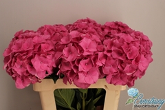 Hydrangea Royal Breeze 60cm 16-18cm Hd