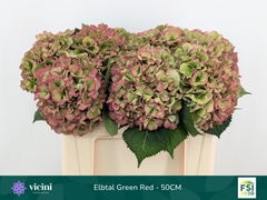 Hydrangea Elbtal Classic 50cm 16-18cm Hd