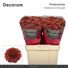 Chrysanth Santini Doria Cherry 55cm 56gr.