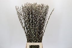 Salix Caprea Snow Flake 90cm