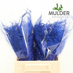 Asparagus Setaceus Painted Dark Blue 45cm