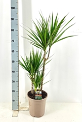Dracaena 21Ø 100cm