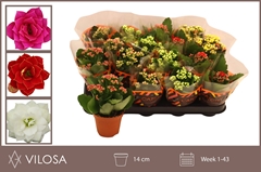 Kalanchoe Double Mix 8Ø 15cm
