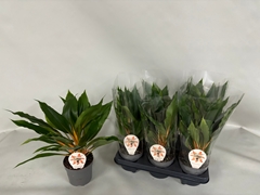 Chlorophytum Green Orange 12Ø 45cm