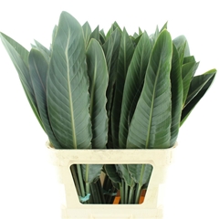 Strelitzia Reginae Leave 90cm