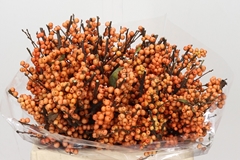 Ilex Verticillata Winter Gold 40cm