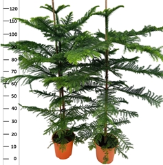 Araucaria Heterophylla 20Ø 120cm