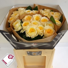 Rosa Persuasion 60cm