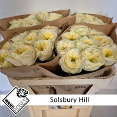 Rosa Solsbury Hill 70cm