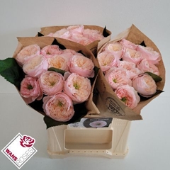 Rosa Sweet Diamond 40cm