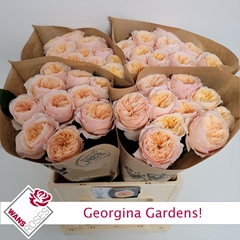 Rosa Georgina Gardens! 60cm