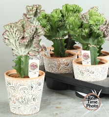 Euphorbia Mix 14Ø 25cm