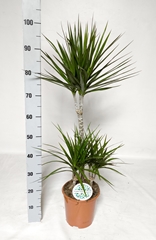 Dracaena 21Ø 105cm
