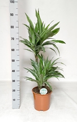 Dracaena Warneckei 21Ø 95cm