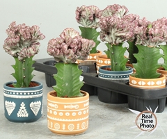 Cactus Mix 10Ø 20cm