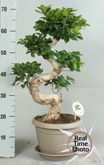 Ficus Microcarpa Ginseng 25Ø 70cm