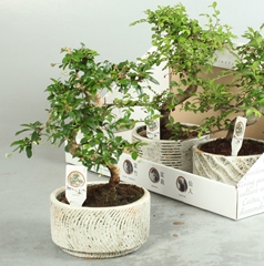 Bonsai Mix 17Ø 35cm