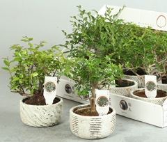 Bonsai Mix 13Ø 25cm