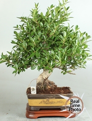 Bonsai Mix 40Ø 50cm