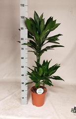 Dracaena Janet Lind 21Ø 100cm
