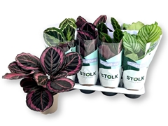 Calathea Mixed 5 Varietys 14Ø 45cm