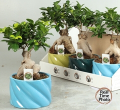 Ficus Microcarpa Ginseng 17Ø 40cm