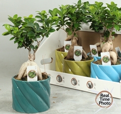 Ficus Microcarpa Ginseng 14Ø 35cm