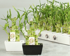 Dracaena Lucky Bamboo 14Ø 25cm