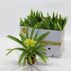 Guzmania Flava 9Ø 30cm