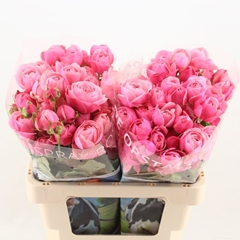 Rosa Spray Silva Pink+ 60cm 4+