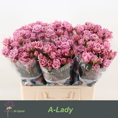Rosa Spray A-Lady 60cm 4+