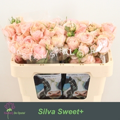Rosa Spray Silva Sweet+ 50cm 3+