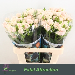 Rosa Spray Rosa Loves Me With Fatal Attraction 60cm 4+