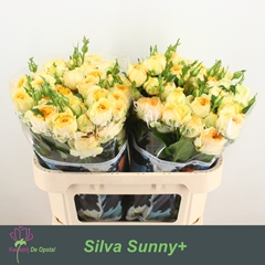 Rosa Spray Silva Sunny+ 70cm 6+