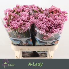 Rosa Spray A-Lady 80cm 7+