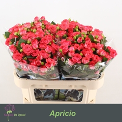 Rosa Spray Apricio 70cm 6+